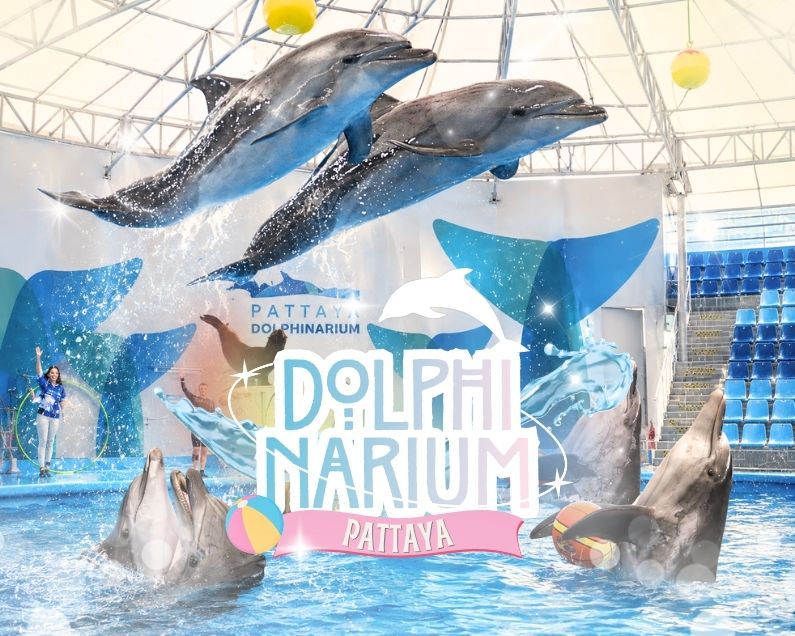 파타야 돌핀아리움 (Pattaya Dolphinarium) 🐬🐬